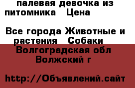 палевая девочка из питомника › Цена ­ 40 000 - Все города Животные и растения » Собаки   . Волгоградская обл.,Волжский г.